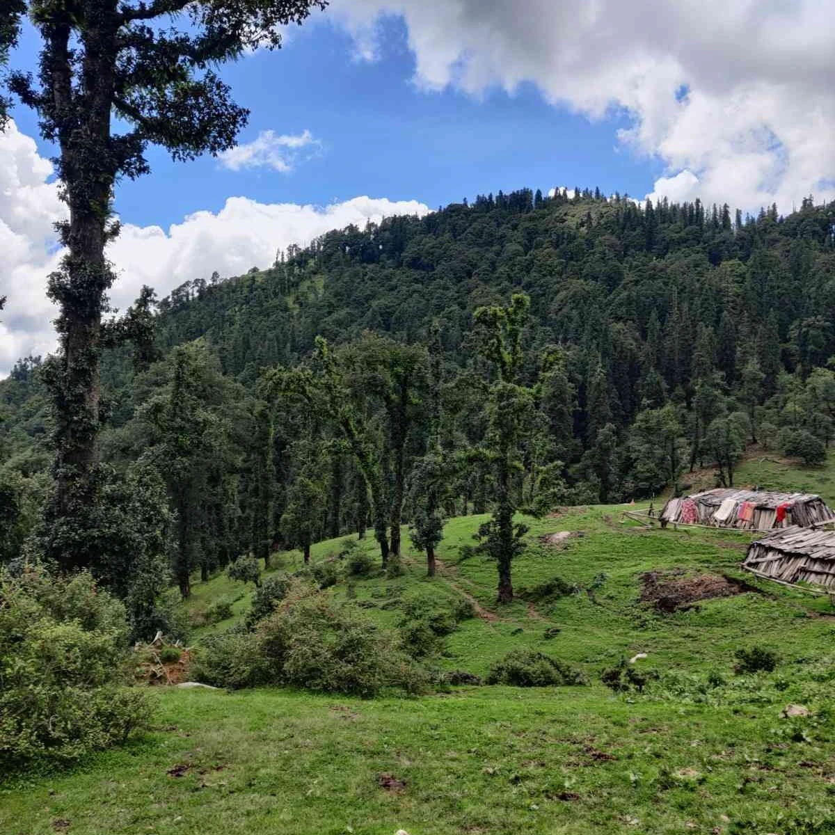 Harunta Bugyal trekking route through alpine grasslands Uttarakhand