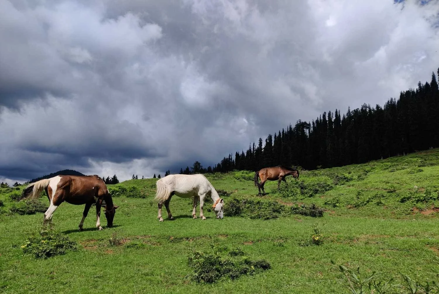 Camping experience at Harunta Bugyal meadow Uttarakhand